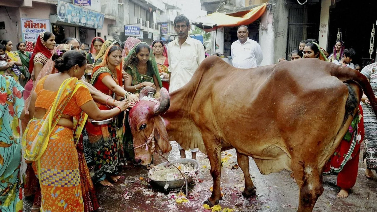 Will I be beaten, if I hit a cow on Indian streets?
